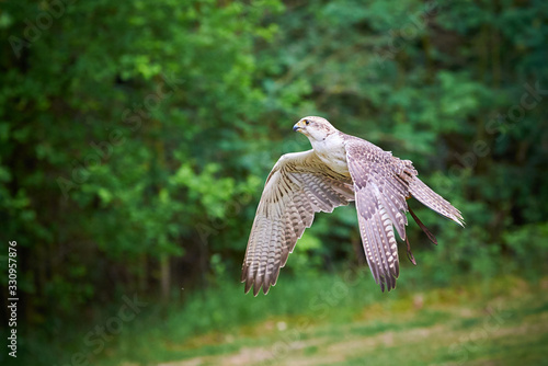 Saker falcon in flight (Falco cherrug), Falconry photo