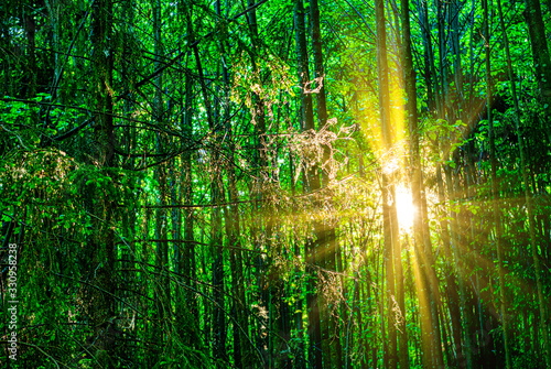 The penetrating glow of the shining sun through the young undergrowth © Aleksey