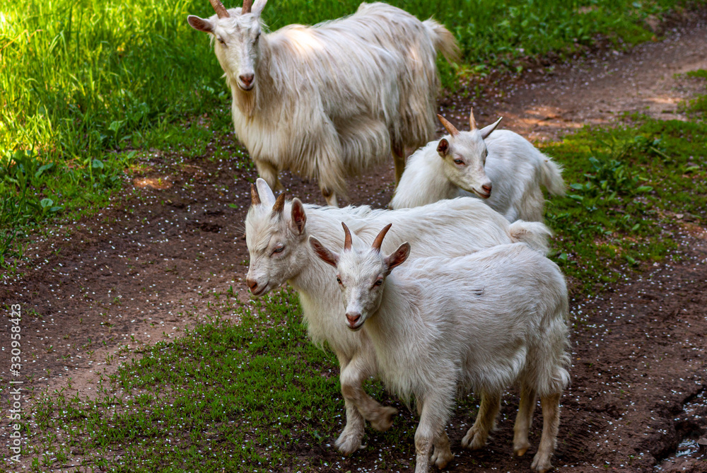 A goat and its brood walk along the path to the pasture A goat and its brood walk along the path to the pasture