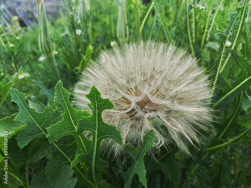dandelion in grass