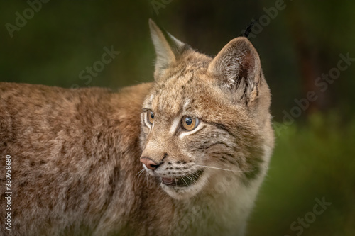 Amazing young Eurasian lynx in autumn colored forest. Beautiful and majestic animal. Dangerous, yet endangered. Fluffy, focused and tiger-like expression. Pure natural wonder.