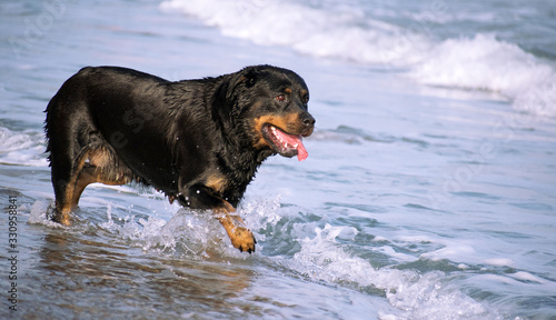 A Rottweiler running at the beach during summertime. Dangerous breed dog at the beach unleashed taking a bath happily. photo