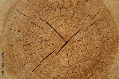 cut of tree texture wood