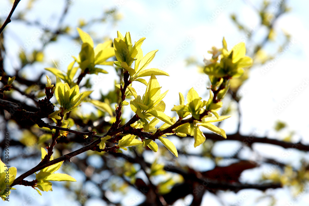 Branch with blooming young green leaves Branch with blooming young green leaves