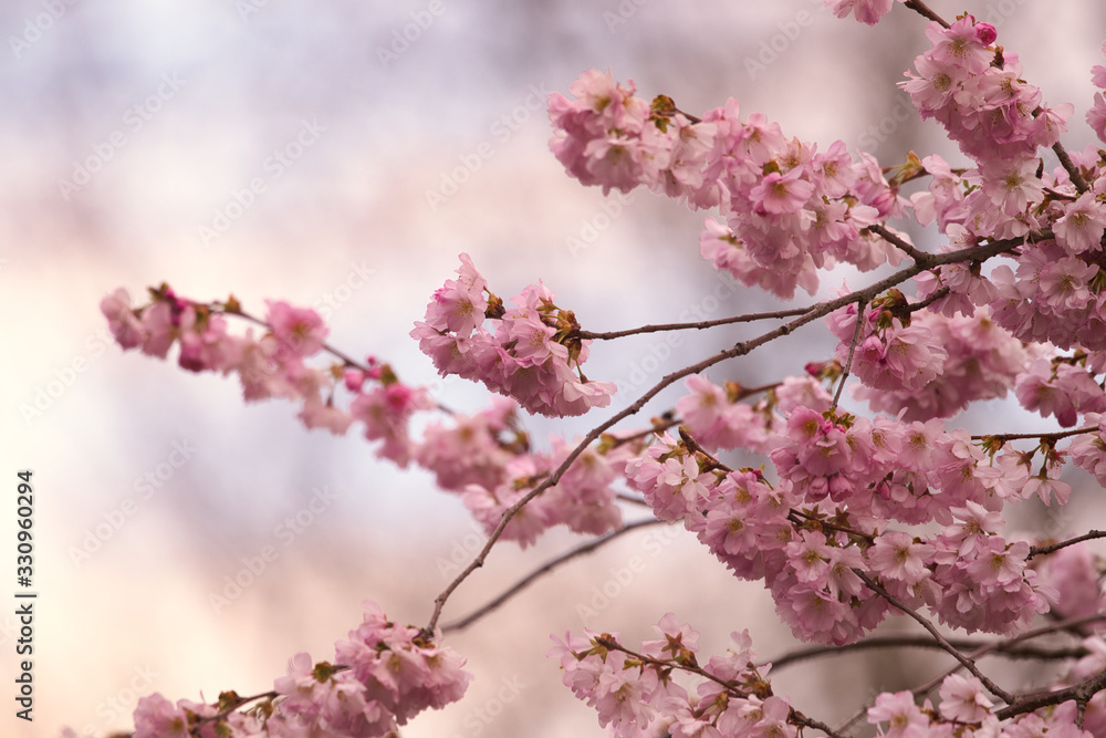 Fototapeta premium Pinkfarbene Blüte am Baum