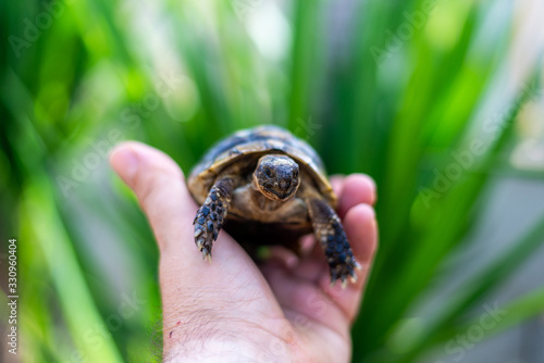 mostrando tortuga en cautividad en epoca de apareamiento © Juli