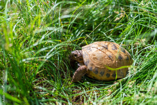 tortuga Rusa en livertad buscando comida entre las hierbas. photo