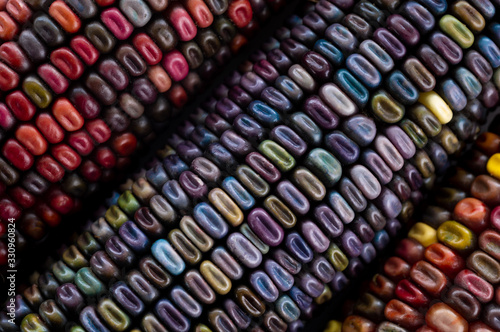 Foto Multi-colored corn seeds - a unique cultivar created by an American farmer