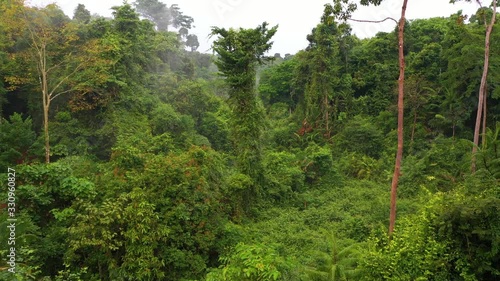 flight into deep rainforest