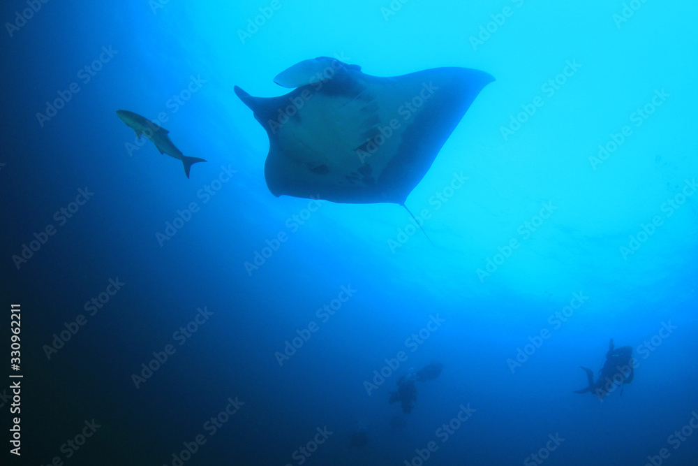 Manta Ray. Scuba diving with manta on coral reef 
