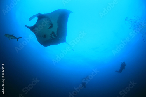 Manta Ray. Scuba diving with manta on coral reef 