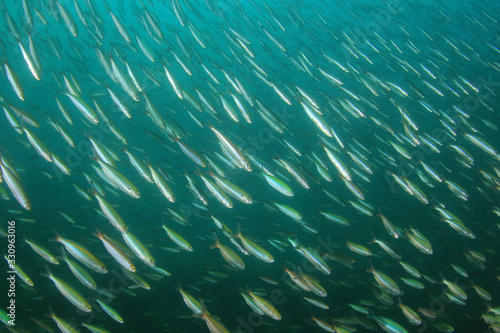 Sardines fish fry underwater 