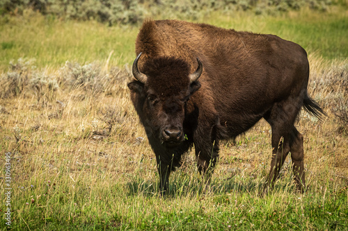 bisonte americano