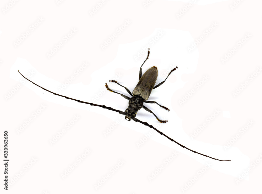 spider isolated on white background spider isolated on white background
