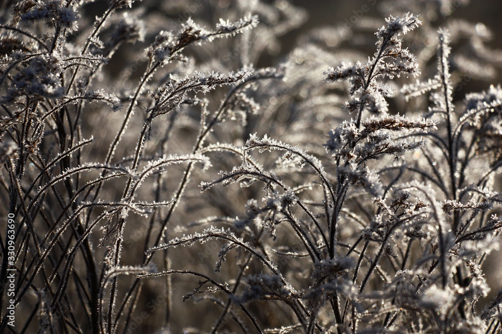 Chaotically located dark escapes of a solidago are covered with scintillating crystals of hoarfrost. Original abstract picture. Chaotically located dark escapes of a solidago are covered with scintillating crystals of hoarfrost. Original abstract picture.