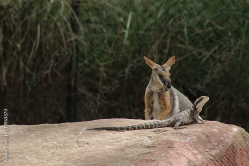 Wallaby and Lizard in Zoo