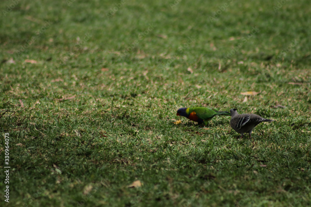 Lorikeet with Pigeon 