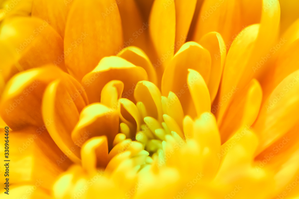 Abstract floral background, yellow chrysanthemum flower. Macro flowers backdrop for holiday brand design Abstract floral background, yellow chrysanthemum flower. Macro flowers backdrop for holiday brand design