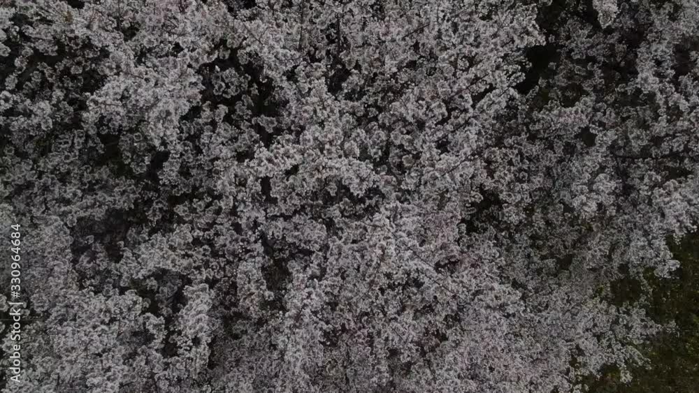 春の桜をドローンで空撮 春の桜をドローンで空撮