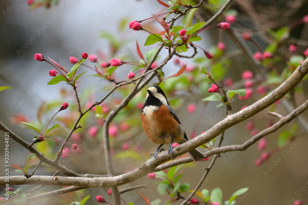 Fototapeta premium Varied tit perched on branch with flowers