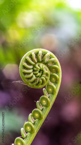 bud of fern with blurred background