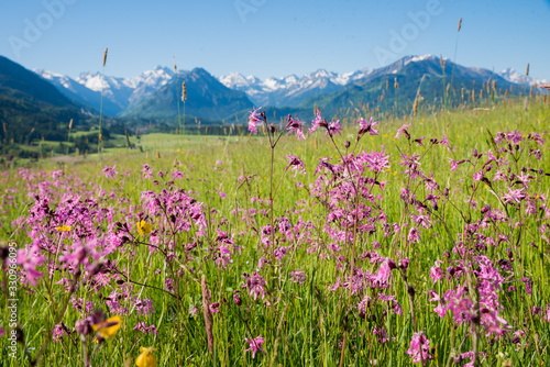 spring meadow with pink lychnis flowers  mountain landscape allgau near oberstdorf