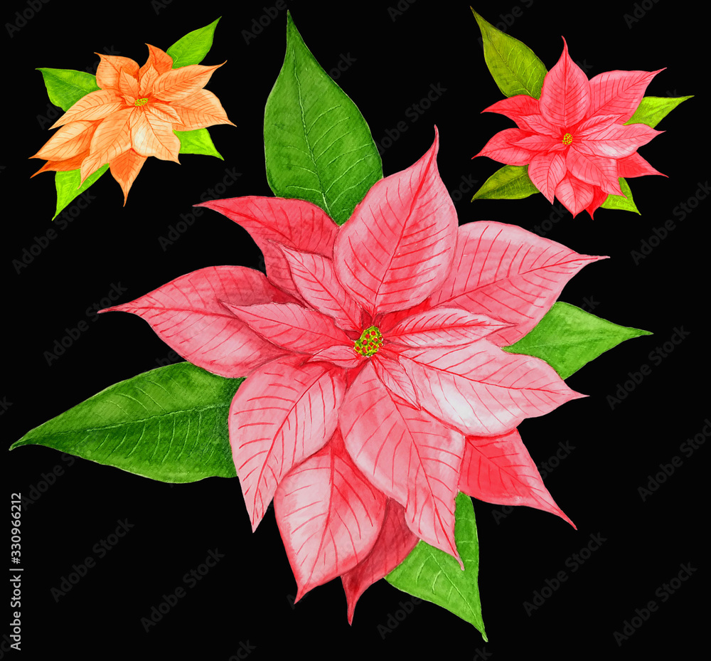 red poinsettia yellow red poinsettia yellow