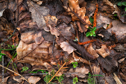 feuilles mortes sur le sol photo