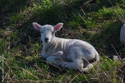 small lamb on grass in hedge © Robin Greenwood