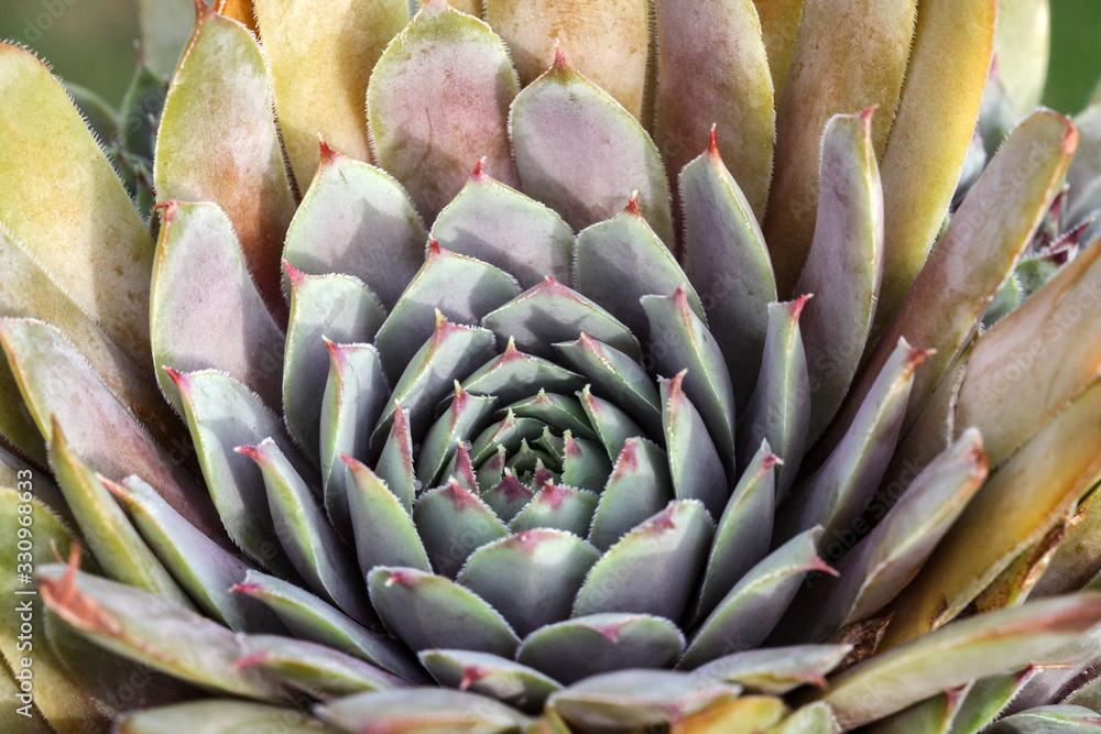 Beautiful yellow and Grey sempervivum - houseleek plant in closeup Detail in the rock garden Beautiful yellow and Grey sempervivum - houseleek plant in closeup Detail in the rock garden