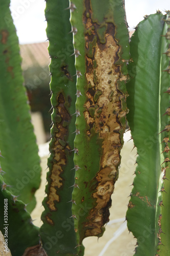 Cactus cierge touchés par des tâches de nécrose. photo