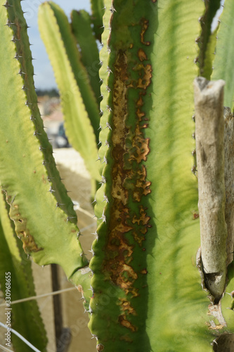 Cactus cierge touchés par des tâches de nécrose.