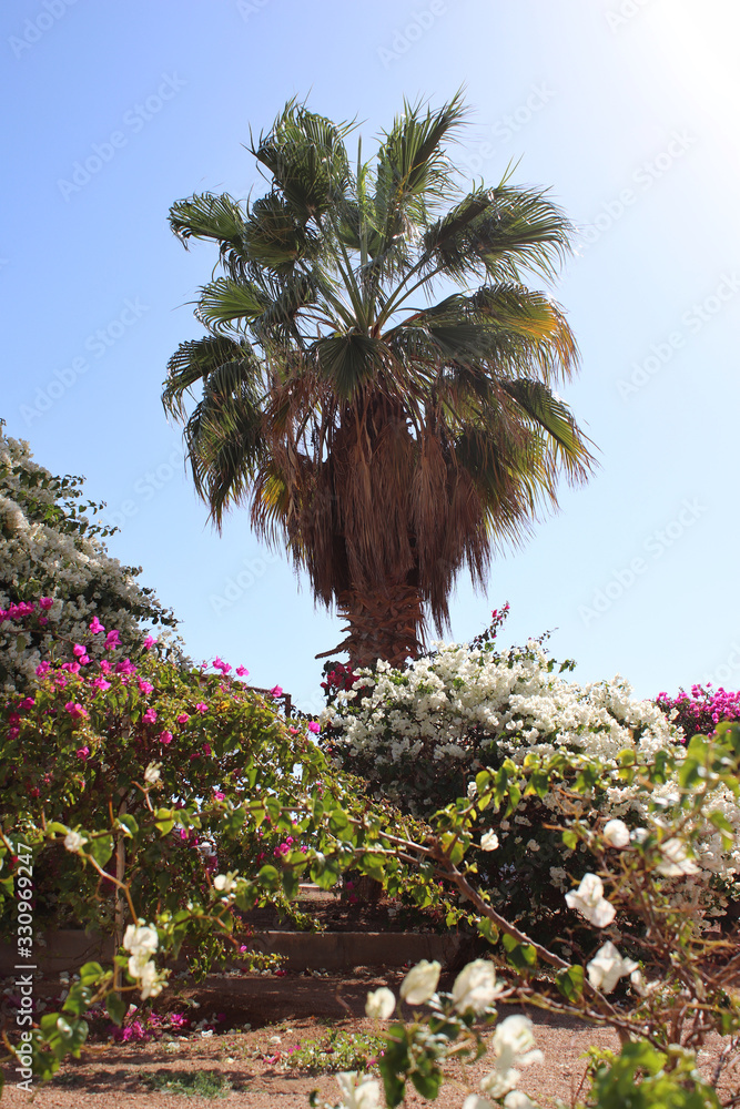 Beautiful palm tree surrounded by flowers. The bright sun on the blue sky. Exotic Southern Countries