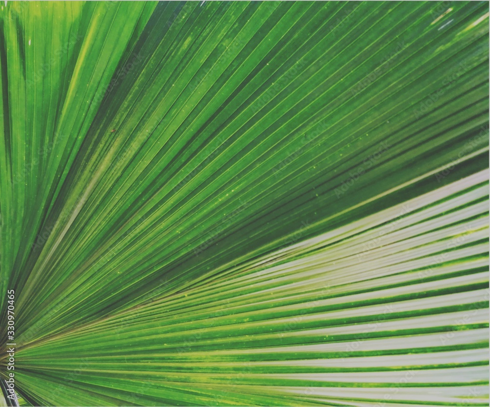 Obraz premium Full frame of palm leaf