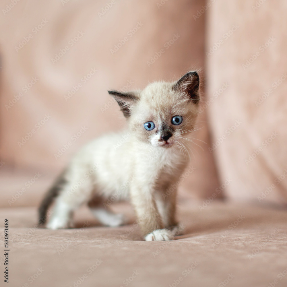 Obraz premium Kitten on the sofa