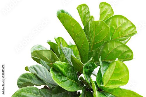 Scandinavian Decor style Plant Green Leaf.Fiddle Leaf Fig Tree. photo