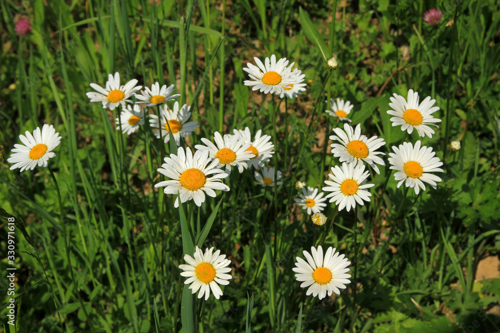 Oxeye daisy, Dolomites, Italy