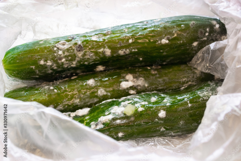 Rotten spoiled green cucumbers, covered with white mold and slime are