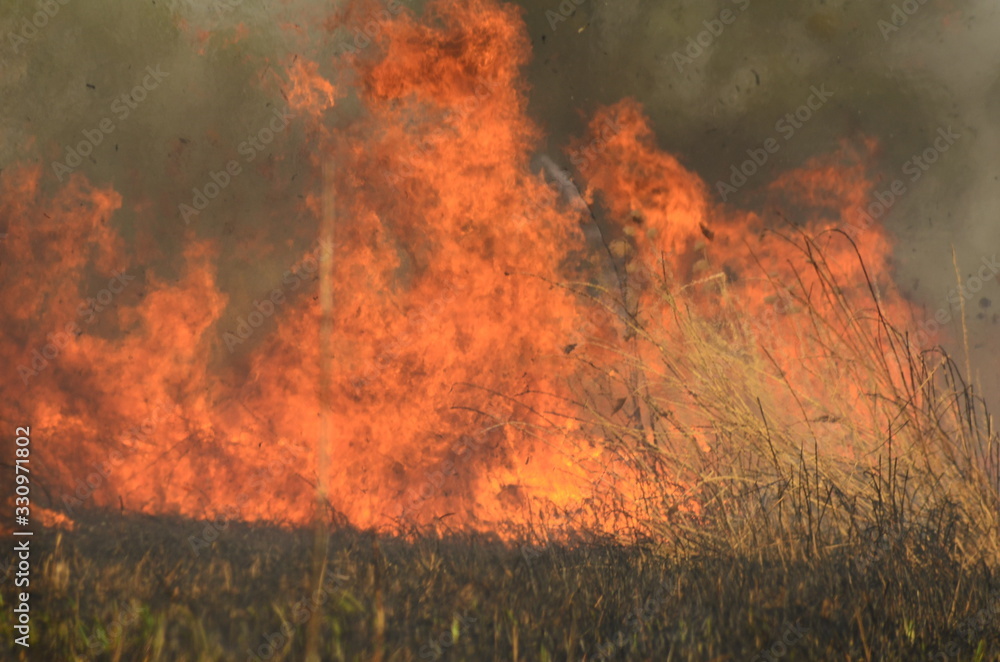 coastal zone of marsh creek, strong smoke from fire of liana overgrowth. Spring fires of dry reeds dangerously approach houses of village by river Cleaning fields of reeds, dry grass. Natural disaster coastal zone of marsh creek, strong smoke from fire of liana overgrowth. Spring fires of dry reeds dangerously approach houses of village by river Cleaning fields of reeds, dry grass. Natural disaster