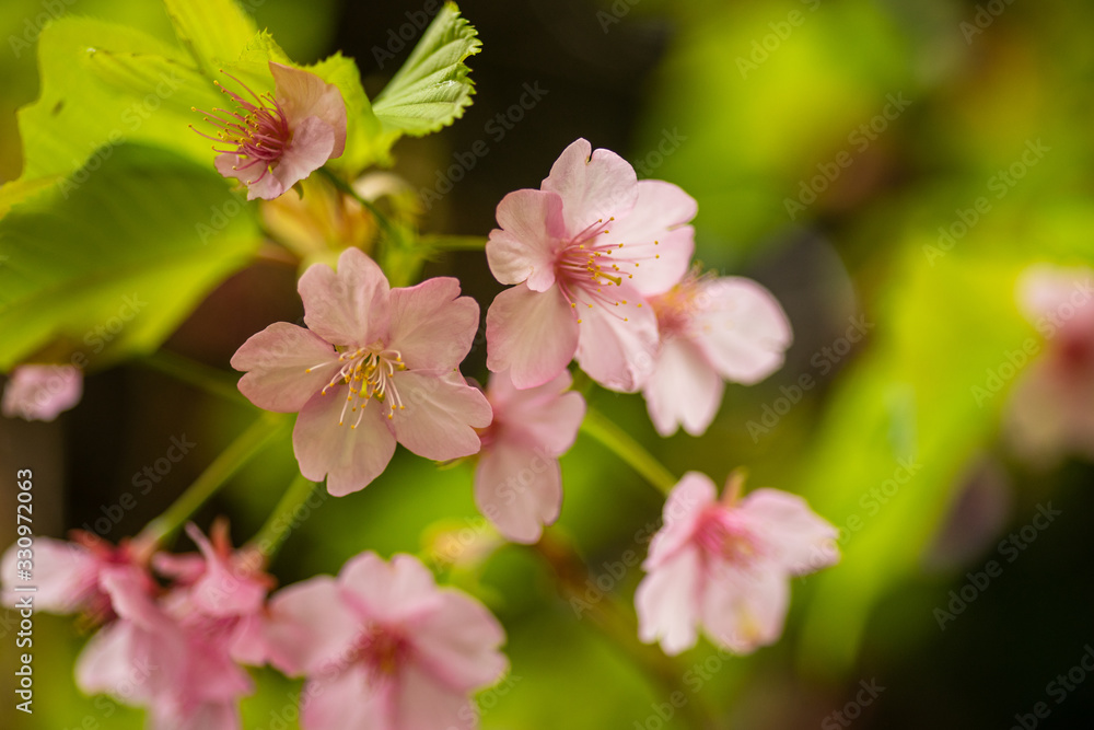 桜の花 桜の花