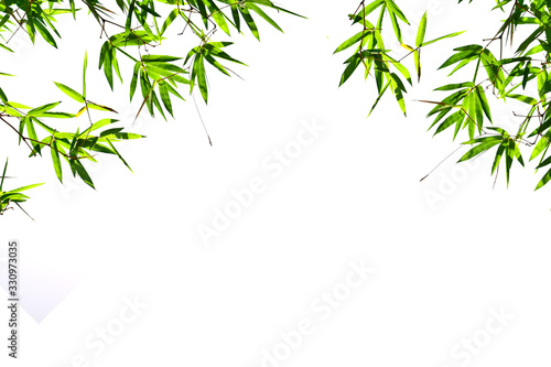 Bamboo leaves Isolated on a white background.