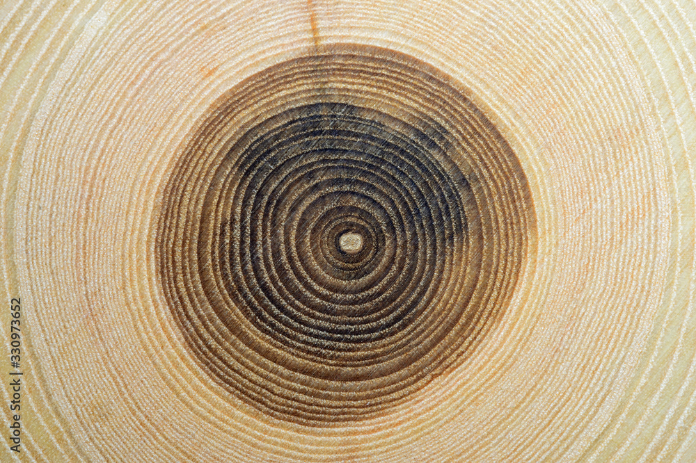 Fototapeta premium Close up of tree rings
