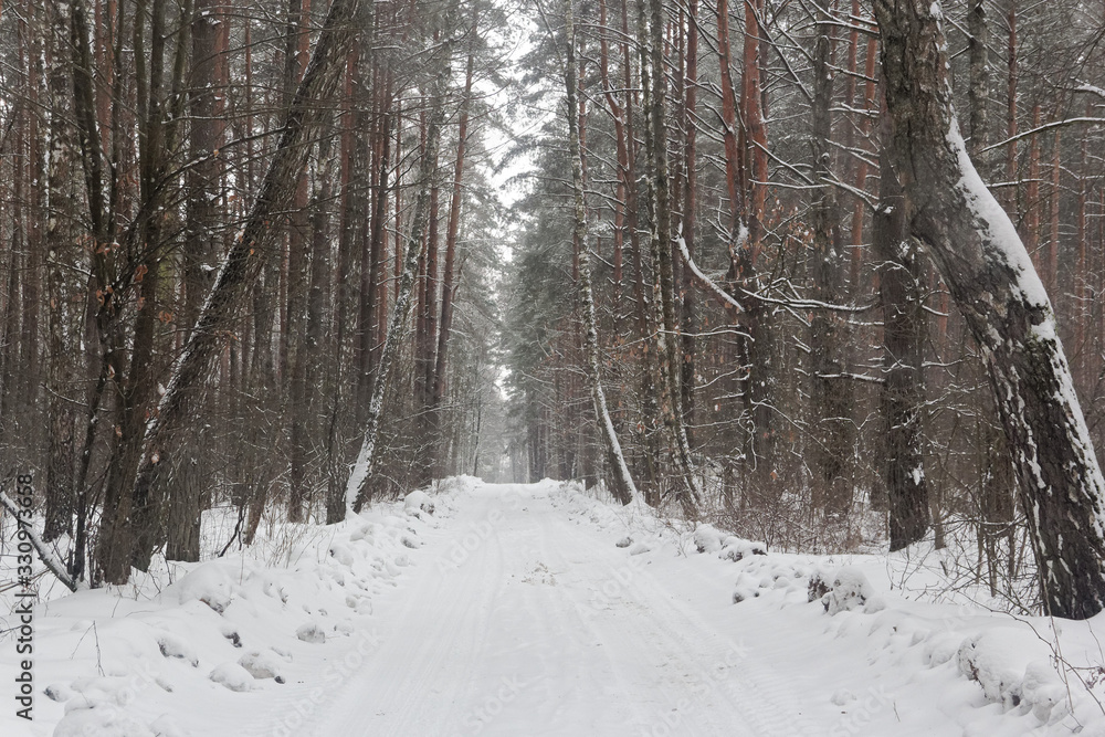 winter pine forest with the road in the middle winter pine forest with the road in the middle