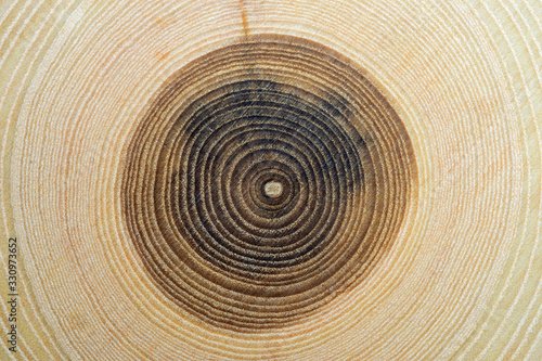 Close up of tree rings