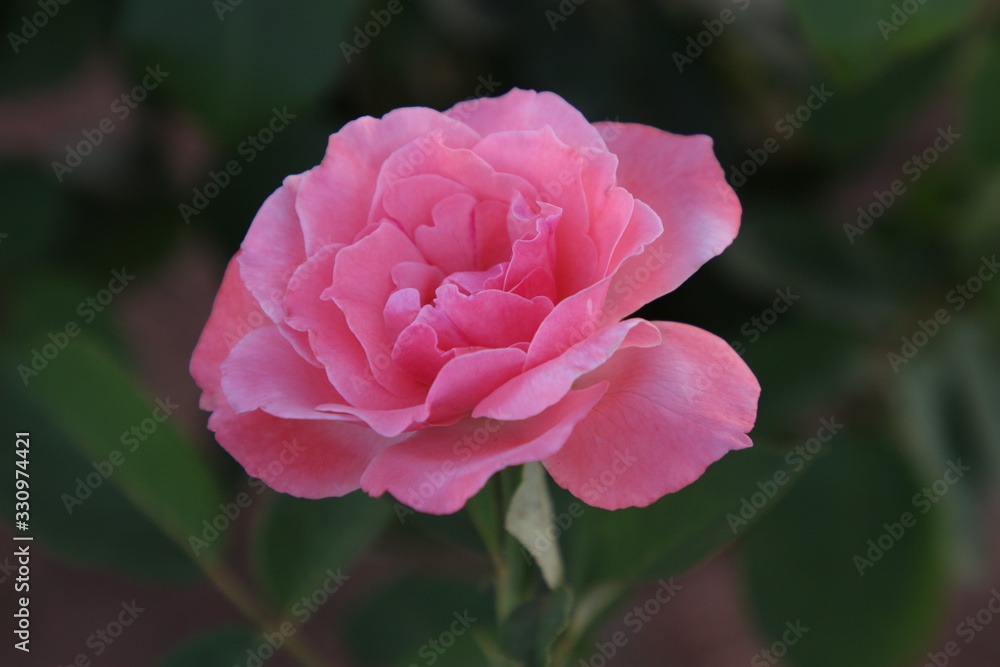 la rose est bien rose 