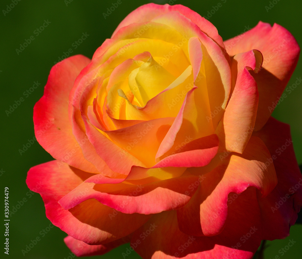 Splendid macro image of beautiful orange and yellow rose with pinkish edges Splendid macro image of beautiful orange and yellow rose with pinkish edges