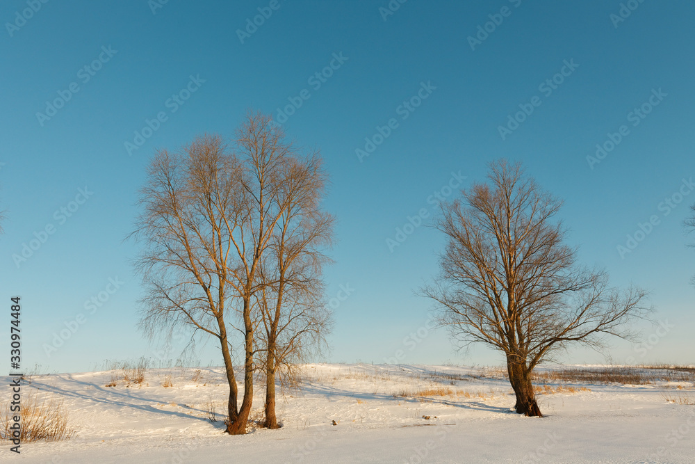lonely tree on a snowy field in winter lonely tree on a snowy field in winter