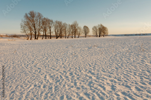 lonely tree on a snowy field in winter