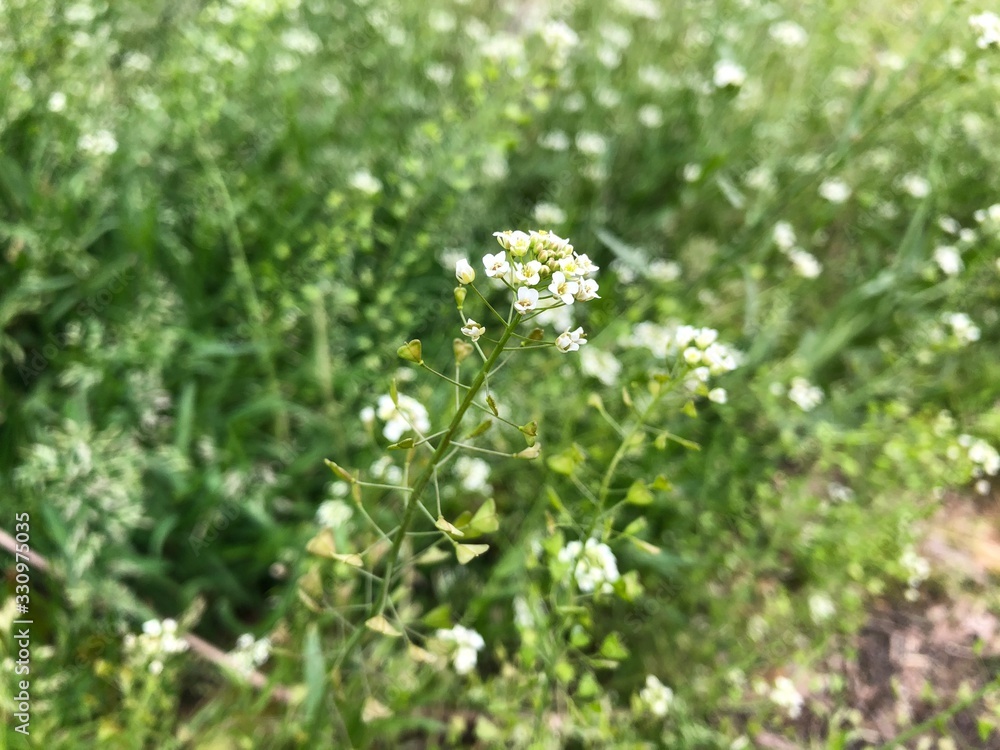 花 花