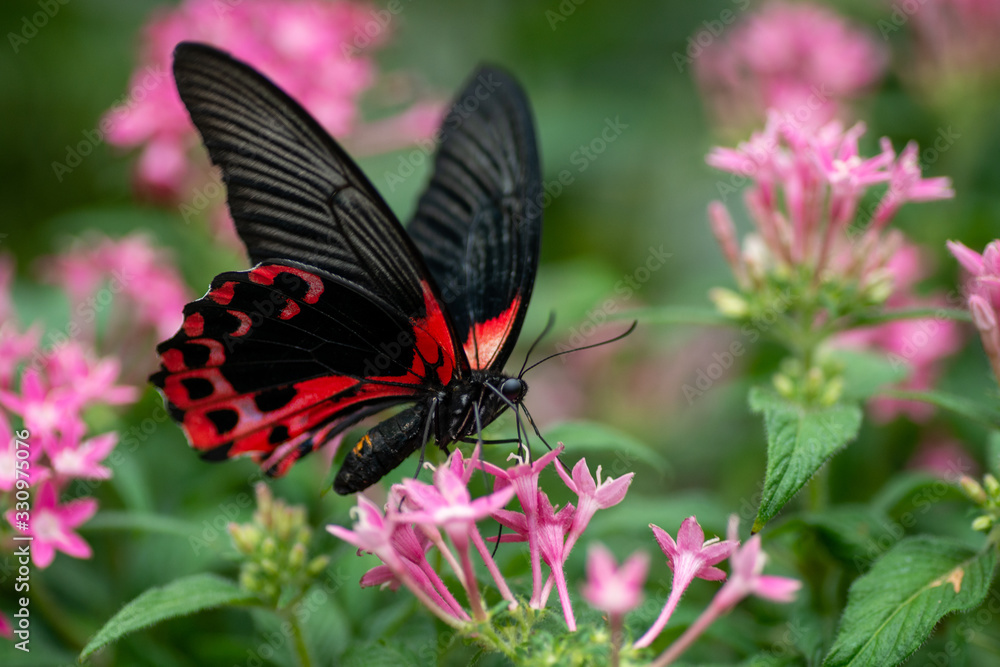Naklejka premium Exotischer Schmetterling